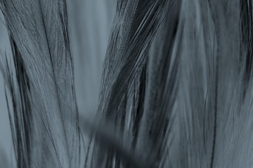 Beautiful dark black feather pattern texture background