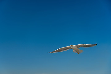 closeup of a seagull during flight in front of the blue sky