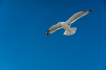 closeup of a seagull during flight in front of the blue sky