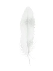 Beautiful sketching white feather  isolated on white  background