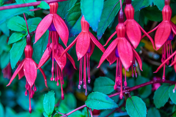 Fuchsie
