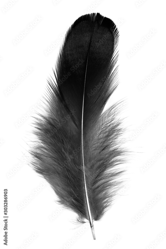 Wall mural Beautiful black feather isolated on white background