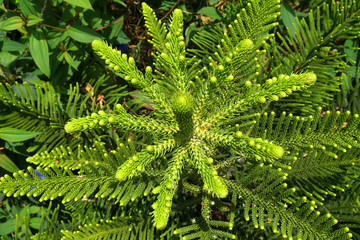 Closeup pine tree - nature green color in the garden at bana hill danang vietnam 