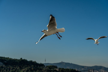 closeup of a seagull at Barcelona waterfront