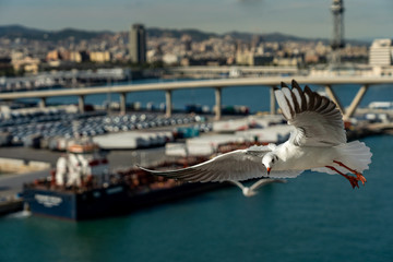 closeup of a seagull at Barcelona waterfront