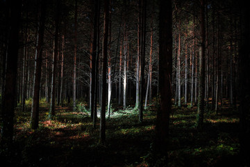 Magical lights sparkling in mysterious pine forest at night.