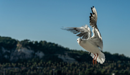 closeup of a seagull at Barcelona waterfront
