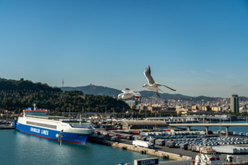 Fototapeta na wymiar closeup of a seagull at Barcelona waterfront