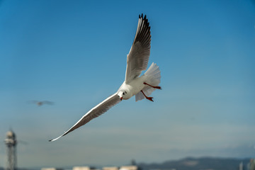 Obraz premium closeup of a seagull at Barcelona waterfront