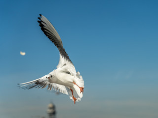 closeup of a seagull at Barcelona waterfront