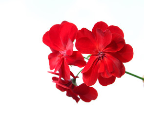 red flower isolated on white background, pelorgonium
