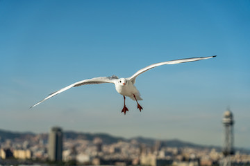 closeup of a seagull at Barcelona waterfront