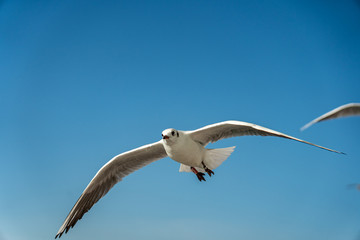 closeup of a seagull at Barcelona waterfront