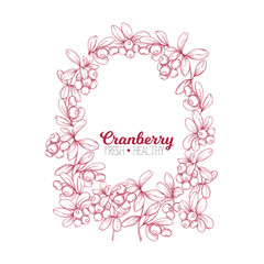 Cranberry. Element for design. Good for product label. Colored vector illustration. Graphic drawing, engraving style. Vector illustration