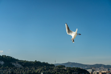 Fototapeta na wymiar closeup of a seagull at Barcelona waterfront