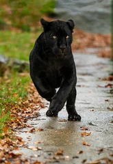 Foto op Plexiglas Black Jaguar © Colin