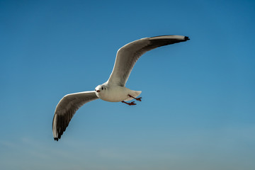 closeup of a seagull at Barcelona waterfront
