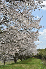 Fototapeta premium 土手の桜