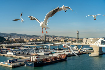 Fototapeta na wymiar closeup of several seagulls looking for food at Barcelona waterfront
