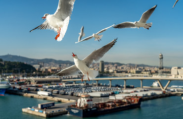 Fototapeta na wymiar closeup of several seagulls looking for food at Barcelona waterfront