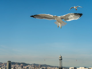 closeup of a seagull at Barcelona waterfront