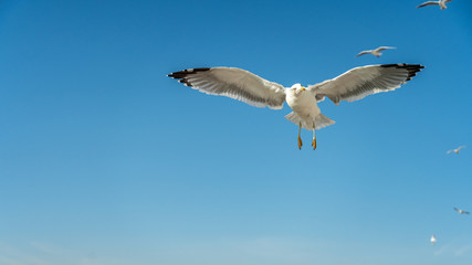 closeup of a seagull at Barcelona waterfront