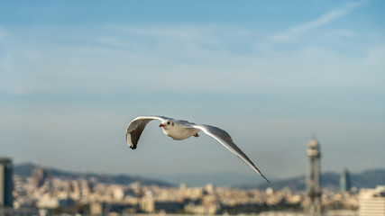 closeup of a seagull at Barcelona waterfront