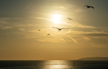Fototapeta na wymiar view of sunset with birds in front of the sun at Barcelona waterfront, spain