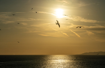 view of sunset with birds in front of the sun at Barcelona waterfront, spain
