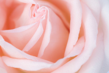 Pink rose flower close up for background and soft focus.