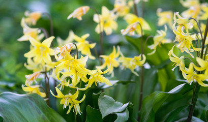 Erythronium tuolumnense "Pagoda" - beautiful spring flower