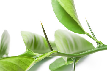 Leaves with thorns fresh branch white background macro