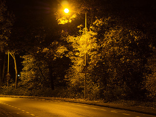 Baum im Herbst bei Nacht