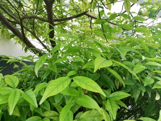 green leaves of a tree in spring.