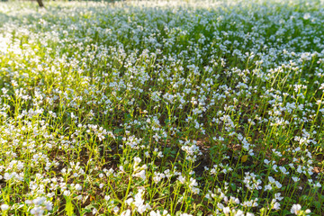 Beautiful Flowery Meadow, Sicily, Italy, Europe