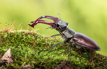 Big beetle with red mandibles - obrazy, fototapety, plakaty