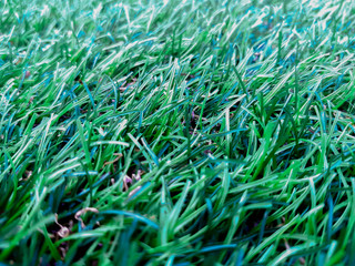 green grass blackground texture