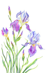 Purple irises on a white background, isolated. Floral watercolor, hand-drawing.