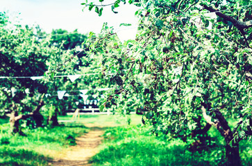 Fototapeta premium path with white decorative flags in a park garden with fruit trees.