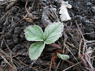 Green strawberry leaves covered with ice crystals, frost on the plants, freeze close-up