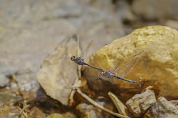 Close-up two Dragonfly flying and mating in the air with nature blurred background.