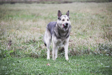dog alone stay outdoor