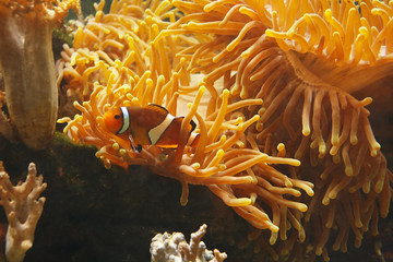 Fototapeta na wymiar Wonderful Ocellaris clownfish (Amphiprion ocellaris), also known as the Clown anemone in their habitat
