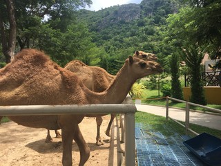 the camels in a cage at zoo , Thailand