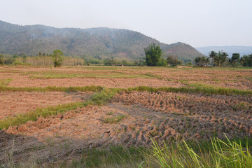 a view of the barren rice field