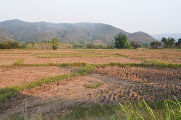 Fototapeta na wymiar a view of the barren rice field
