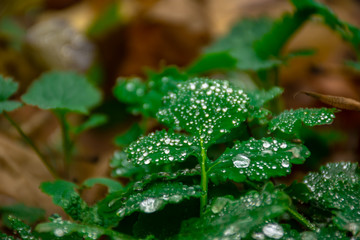 Fototapeta na wymiar drops of dew on the leaves of a plant