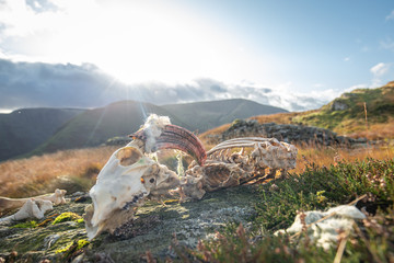 Sheep Skeleton on Mountain Top Rocks in Lake District