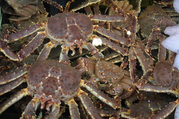 King crabs in market