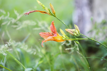 Naklejka na ściany i meble Orange lily beautiful flowers in summer garden